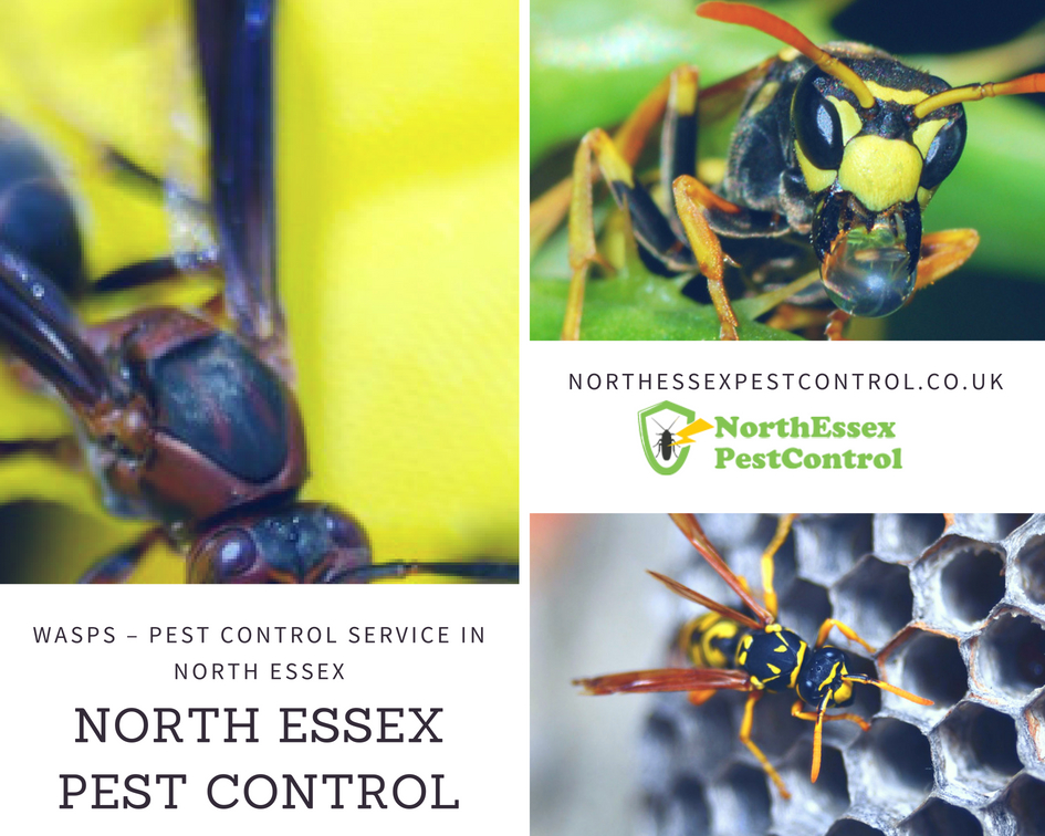 Wasp pest control(1)